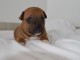 MAGNIFIQUE CHIOTS  Staffordshire Bull Terrier A DONNER