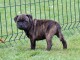 CHIOTS  Staffordshire Bull Terrier A DONNER