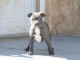 ADORABLE CHIOTS  Staffordshire Bull Terrier A DONNER