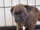 JOLIS CHIOTS  Staffordshire Bull Terrier A DONNER