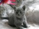 chaton chartreux adorable