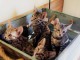 Superbes  Chatons Savannah,Serval et Caracal