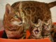 Adorables Chatons Bengal Pure Race