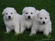 SPLENDIDES CHIOTS DE TYPE BERGER SUISSE BLANCS LOF