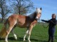 Cheval Haflinger disponible 