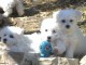 Chiots bichon maltais disponibles