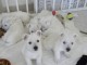 Chiots westie inscrits au lof