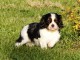 Chiots Cavaliers King Charles a donner