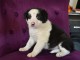 chiots Border collie a donner