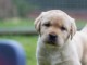 Chiots labradors  a donner