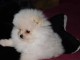 chiot spitz allemand a donner