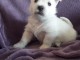 chiot Westie  a donner