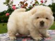 chiot chow chow a donner