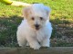 Chiot coton de tulear a donner