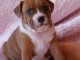 Chiots Staffordshire Bull Terrier a donner