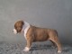 Chiots american staffordshire terrier a donner