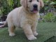 chiots golden retriever  a donner