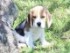 chiot Beagle  a donner