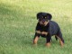 A donner chiot rottweiler