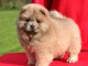 chiot chow chow a donner