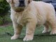 chiots golden retriever  a donner