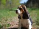 chiot Beagle  a donner