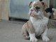 chiot bulldog anglais a donner