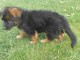 chiots Berger allemand a donner