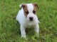 Chiot jack russell  a donner