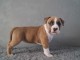 Chiots american staffordshire terrier a donner