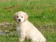 chiots golden retriever  a donner