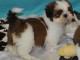 chiot Shih Tzu femelle et mâle lof a donner