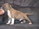 Chiots american staffordshire terrier lof a donner