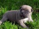 Chiots american staffordshire terrier lof a donner