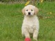 chiots golden retriever pedigré a donner