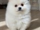 Adorable Spitz pomeranian nain a donner