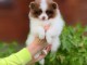 chiot Spitz pomeranian nain a donner