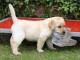 Chiots labradors a donner