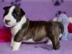 Chiot Bull Terrier pedigré a donner