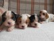 chiots Cavalier King Charles Spaniel  disponible de suite