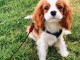 Adorables cavaliers king charles à donner pour adoption..