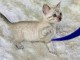 Chaton Bengal a Donner