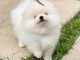 Adorables chiots spitz nain 