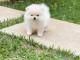 Adorables chiots spitz nain 