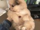 Adorables chiots spitz nain 