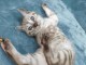 Chaton Bengal a Donner