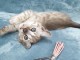Chaton Bengal a Donner