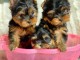 Adorables chiots morkie disponible pour adoption