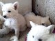 A donner Chiots berger blanc suisse