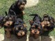 Chiots yorkshire terrier 